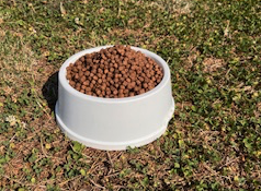 Insektenprotein