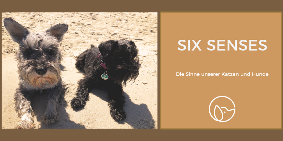 Wissensvermittlung: Six Senses, die Sinne unserer Katzen und Hunde