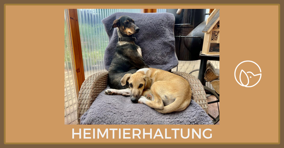 Wissensvermittlung: Heimtierhaltung
