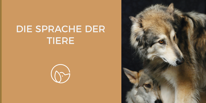 Wissensvermittlung: Die Sprache der Tiere