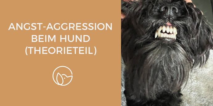 Wissensvermittlung: Angst-Aggression beim Hund (Theorieteil)