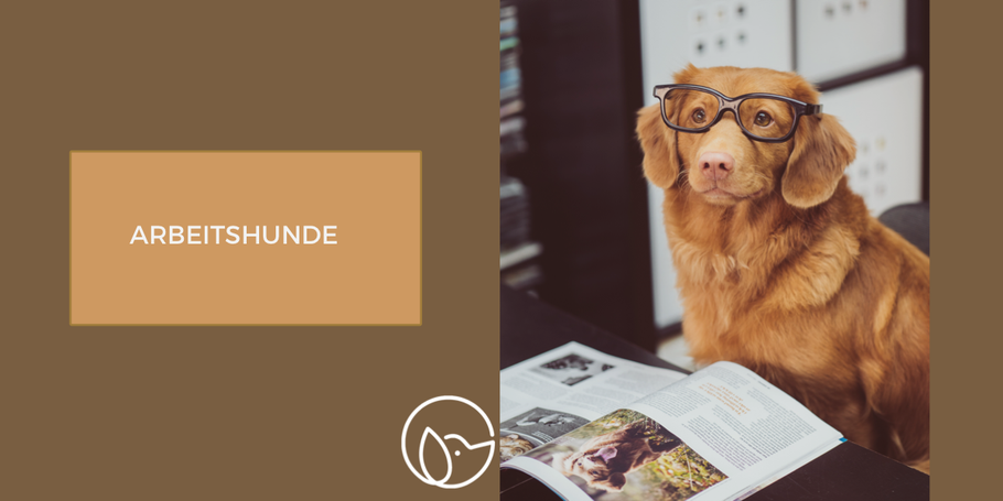 Wissensvermittlung: Arbeitshunde