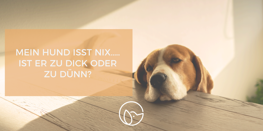 Wissensvermittlung: Mein Hund isst nix, ist zu dick ...