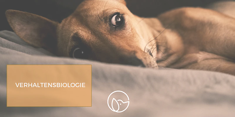 Wissensvermittlung: Verhaltensbiologie