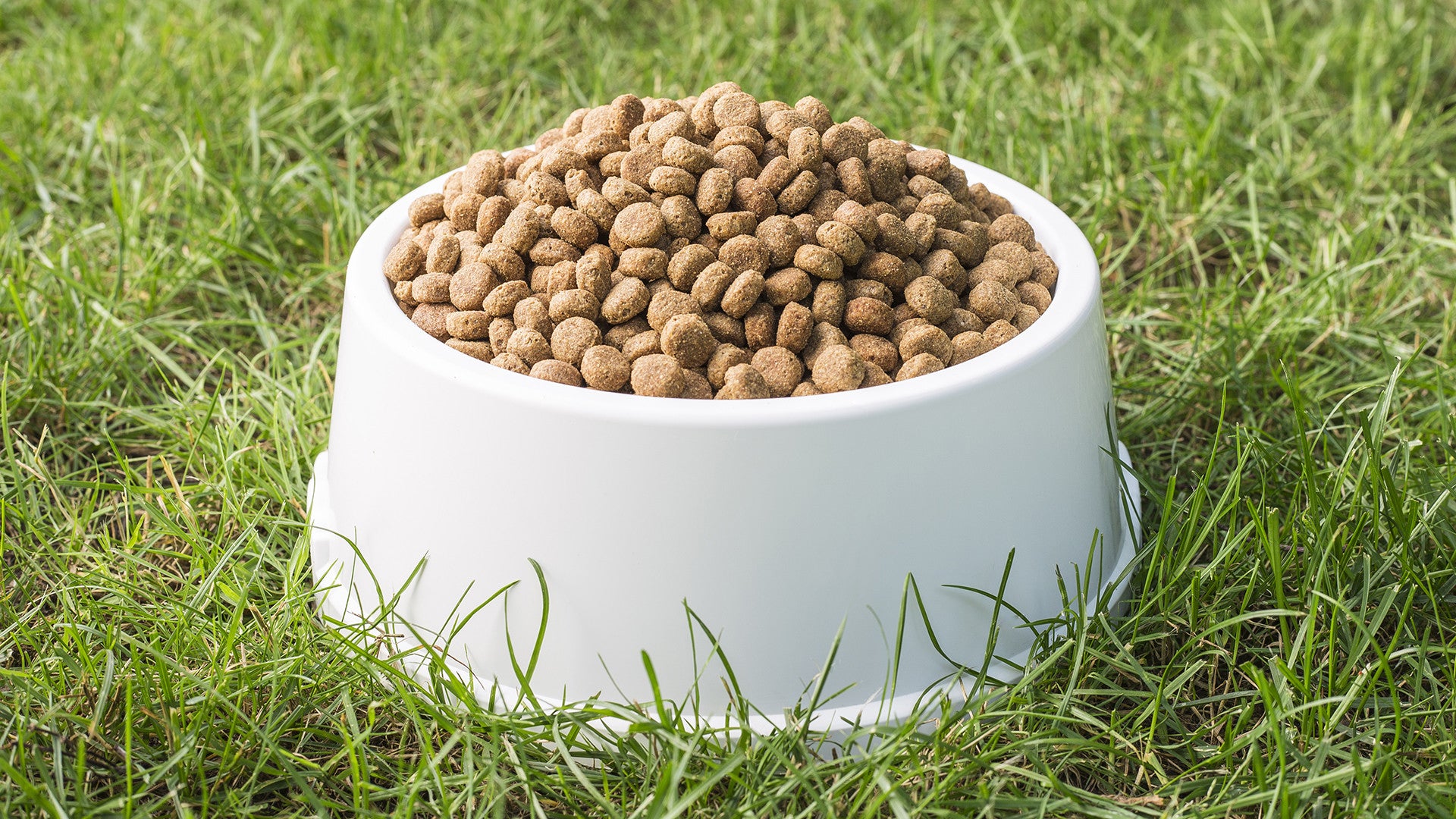 chihuahua nassfutter The Goodstuff Nassfutter Ente – Getreidefrei & Premium main image 0